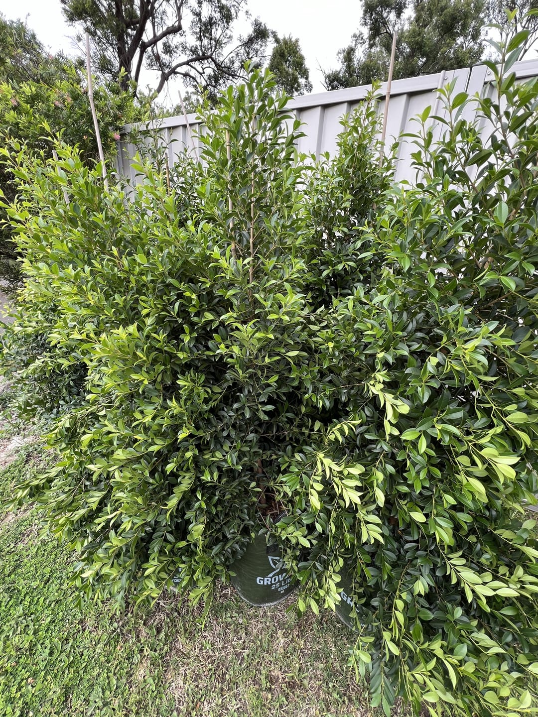 Customer photo review of Lilly Pilly Resilience - Syzygium australe 'Resilience'
