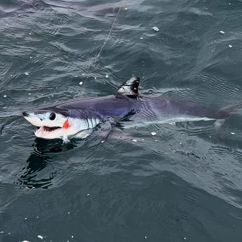 Customer photo review of Professional Series Fluorocarbon Shock Tippet, 25M