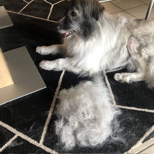 Customer photo review of Fellwunder-Bürste