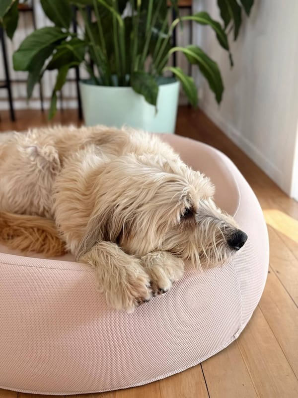 Customer photo review of Brooklyn® Nest Dog Bed