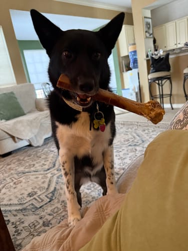 Customer photo review of Large Ostrich Knuckle (5.5" x 5"): The Ultimate Chew for Moderate & Power Chewers