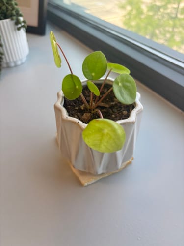 Customer photo review of Plant Food