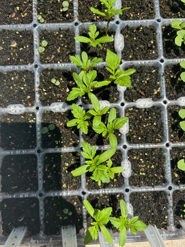 Customer photo review of Kilimanjaro White African Marigold Seeds