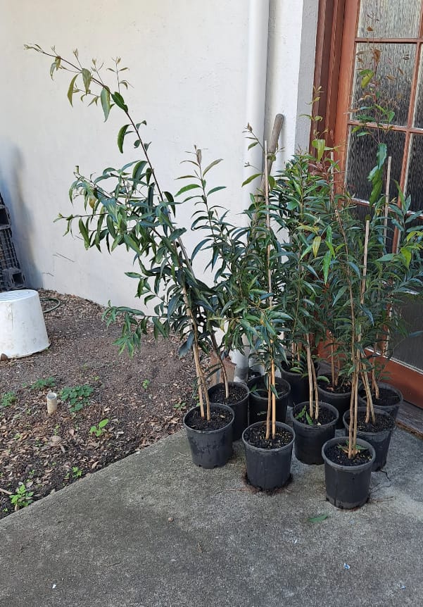 Customer photo review of Weeping Lilly Pilly Tree - Waterhousia floribunda