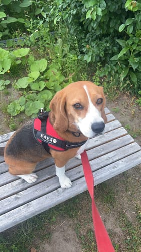 Customer photo review of FunFunPet 高機能ハーネス（お名前タグ作成サービス付き）