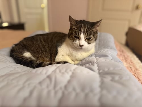 Customer photo review of Puffer Ravioli Bed