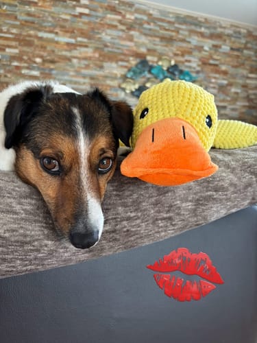 Customer photo review of Anti-Stress Ente