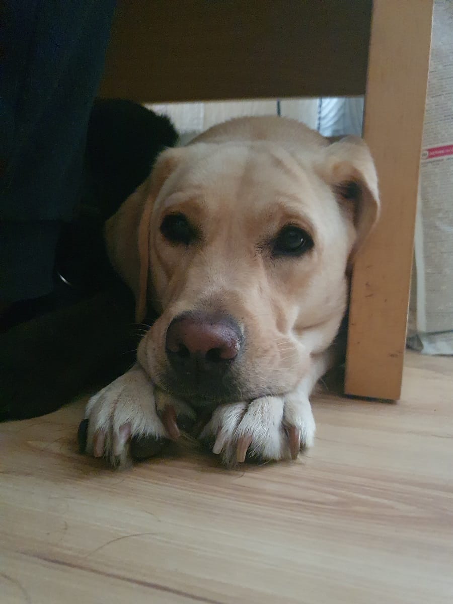 Customer photo review of Active VetDiet Intestinal suņiem