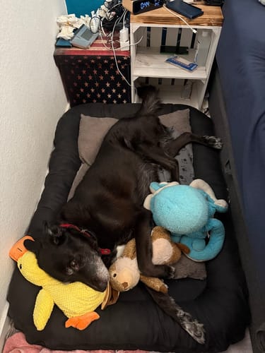 Customer photo review of Anti-Stress Ente