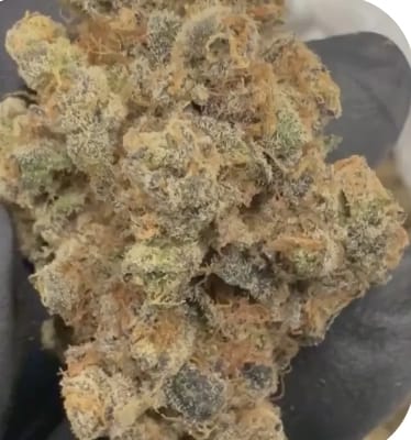 Customer photo review of Amsterdam Cheese