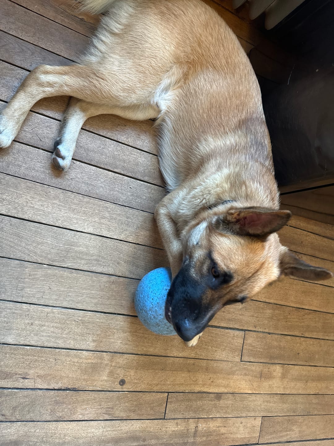 Customer photo review of PetKind - Nourriture Protéine Animale Unique Nourriture pour chien