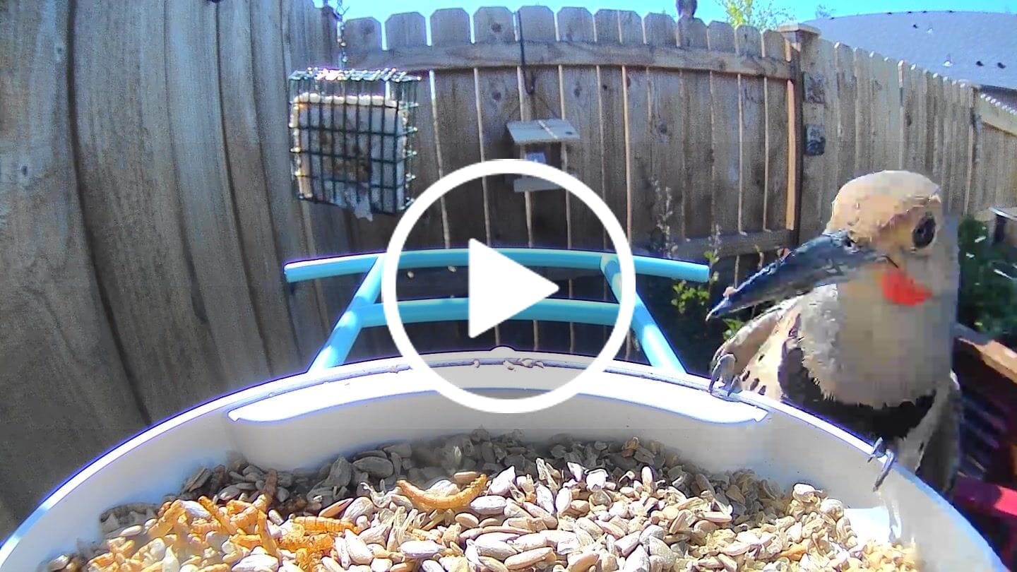 Customer video review of Birdfy Feeder with Solar Panel - Solar Powered Bird Feeder Camera