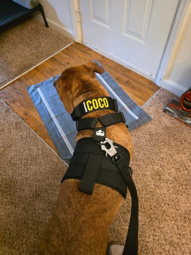 Customer photo review of Bully Proof Set Leash + Collar