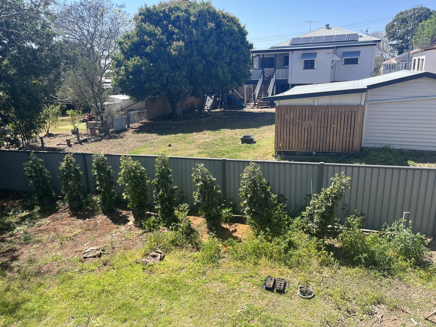 Customer photo review of Lilly Pilly Resilience - Syzygium australe 'Resilience'