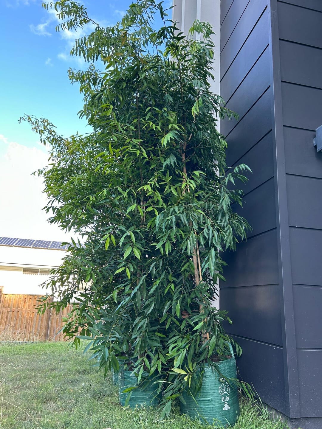 Customer photo review of Weeping Lilly Pilly Tree - Waterhousia floribunda
