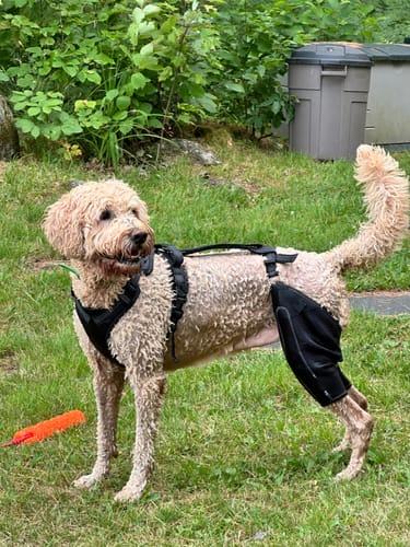 Customer photo review of Knee Brace Support Harness for Dogs