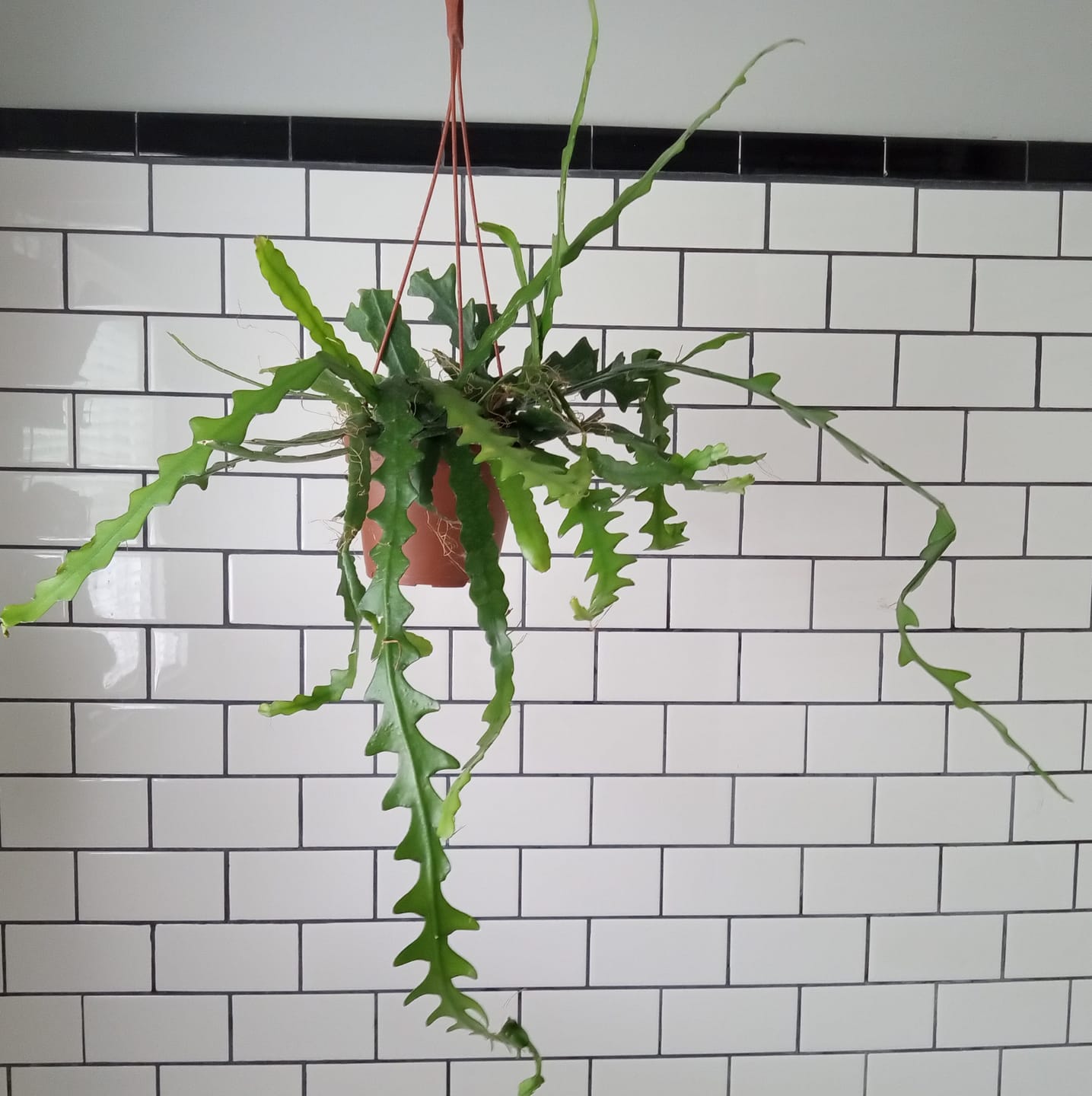 Customer photo review of Cactus Selenicereus anthonyanus "Ric-Rac"
