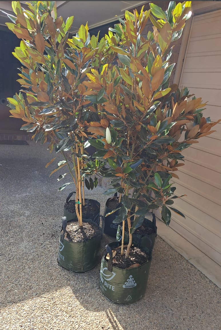 Customer photo review of Little Gem Magnolia - Magnolia grandiflora 'Little Gem'