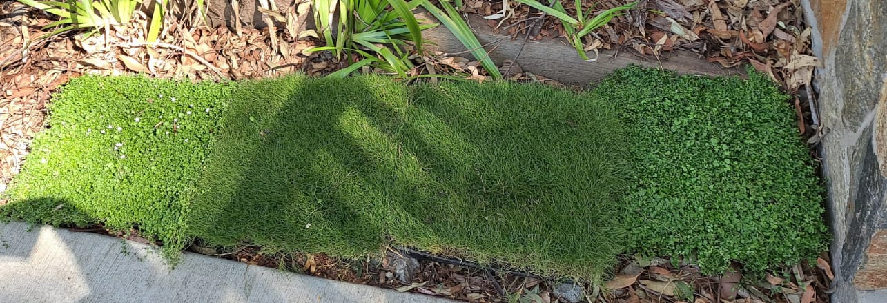 Customer photo review of No Mow Grass - Zoysia tenuifolia