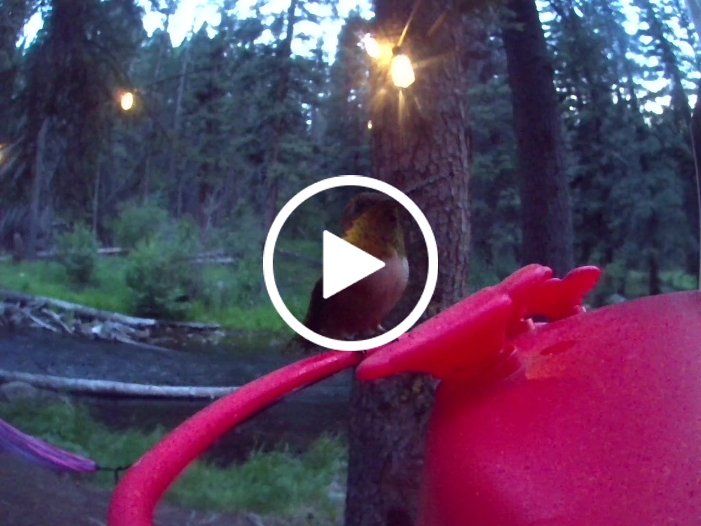 Customer video review of Birdfy Hum Feeder - Hummingbird Feeder with Camera