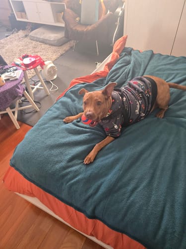 Customer photo review of Rock and Roll Dog Hoodie