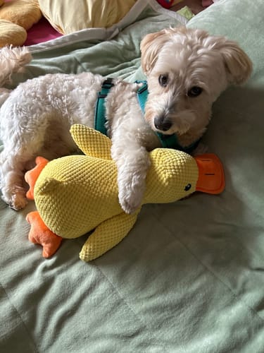 Customer photo review of Anti-Stress Ente