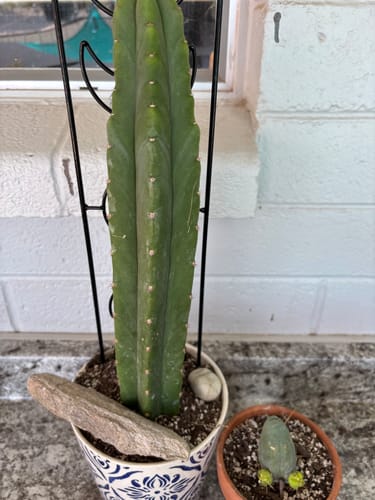 Customer photo review of Trichocereus Pachanoi | Non-PC San Pedro Cactus