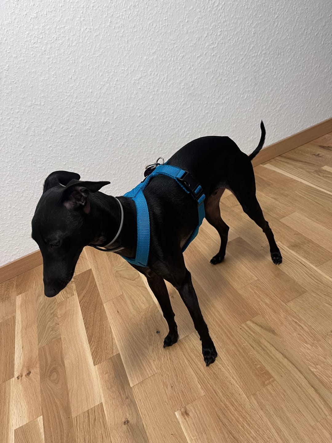 Customer photo review of Windhundgeschirr FUN Welpe/Windspiel "Tropical Aqua"