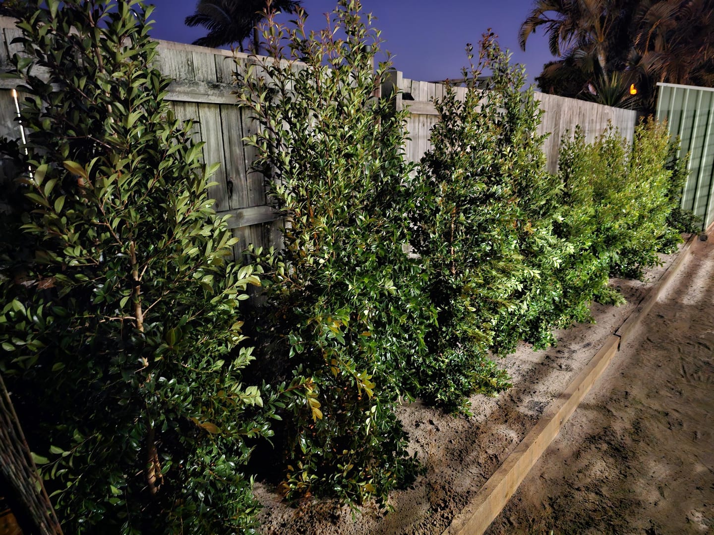 Customer photo review of Lilly Pilly Resilience - Syzygium australe 'Resilience'