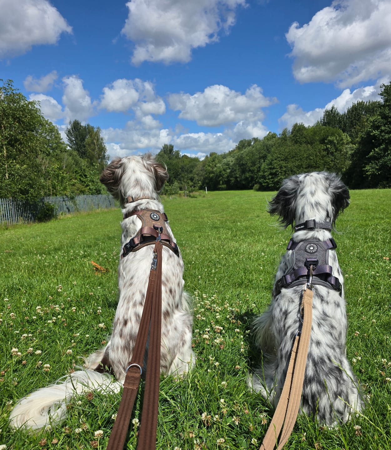 Customer photo review of Trail & Glow Tweed Dog Harness - Oxford Tweed