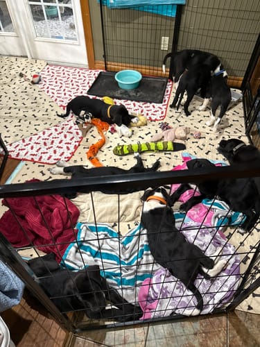 Customer photo review of Potty Buddy™ - The Durable Leak-Free Potty Pad