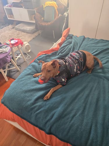Customer photo review of Rock and Roll Dog Hoodie
