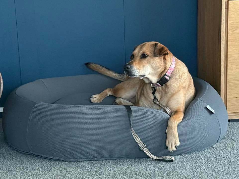 Customer photo review of Brooklyn® Nest Dog Bed