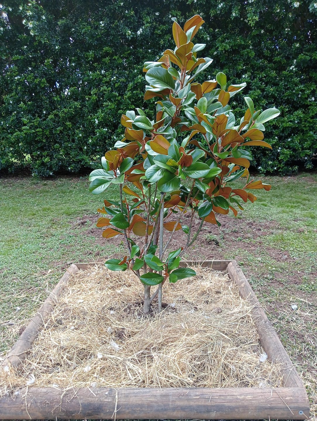 Customer photo review of Teddy Bear Magnolia - Magnolia grandiflora 'Teddy Bear'