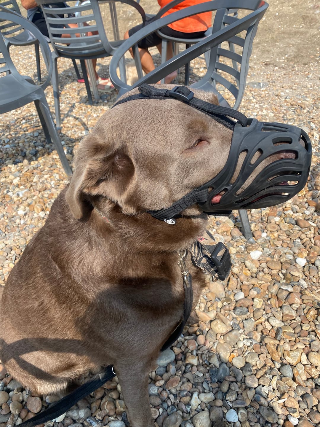Customer photo review of Muzzle | Flexi & Legal Requirement - S-XL Breeds - Black