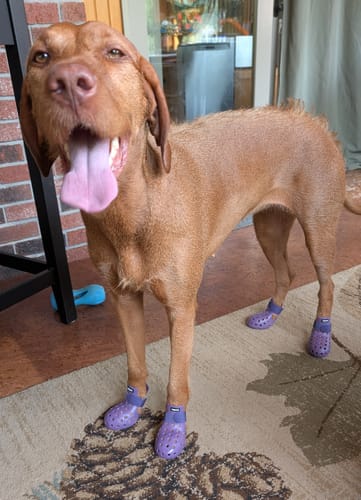 Customer photo review of WagWellies® Mojave