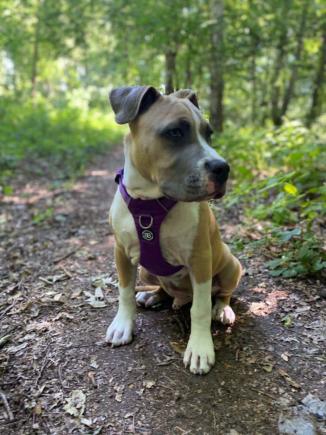 Customer photo review of Training Double Ended Dog Lead | 2m Length -  Metal Grey