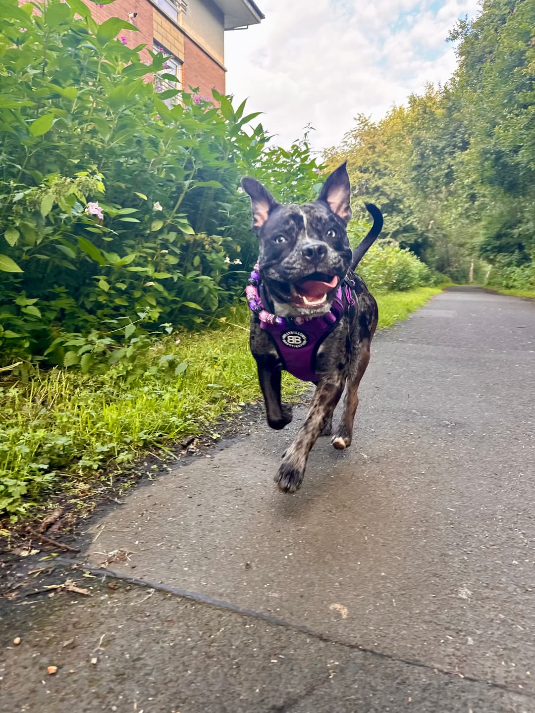 Customer photo review of Comfort Premium Harness | Non Restrictive - Purple