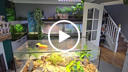 Customer video review of Claria Grow Light Pendant