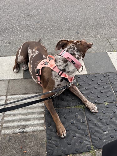 Customer photo review of Air Harness | Anti-Pull & With Handle - Pink