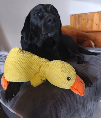 Customer photo review of Anti-Stress Ente