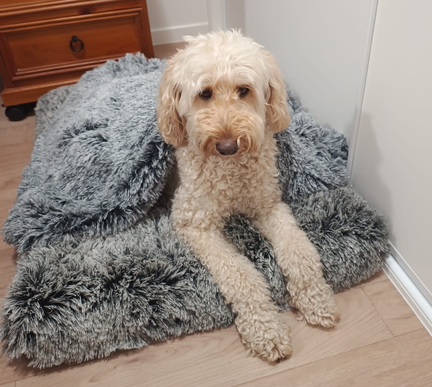 Customer photo review of PaWz Pet Calming Blanket