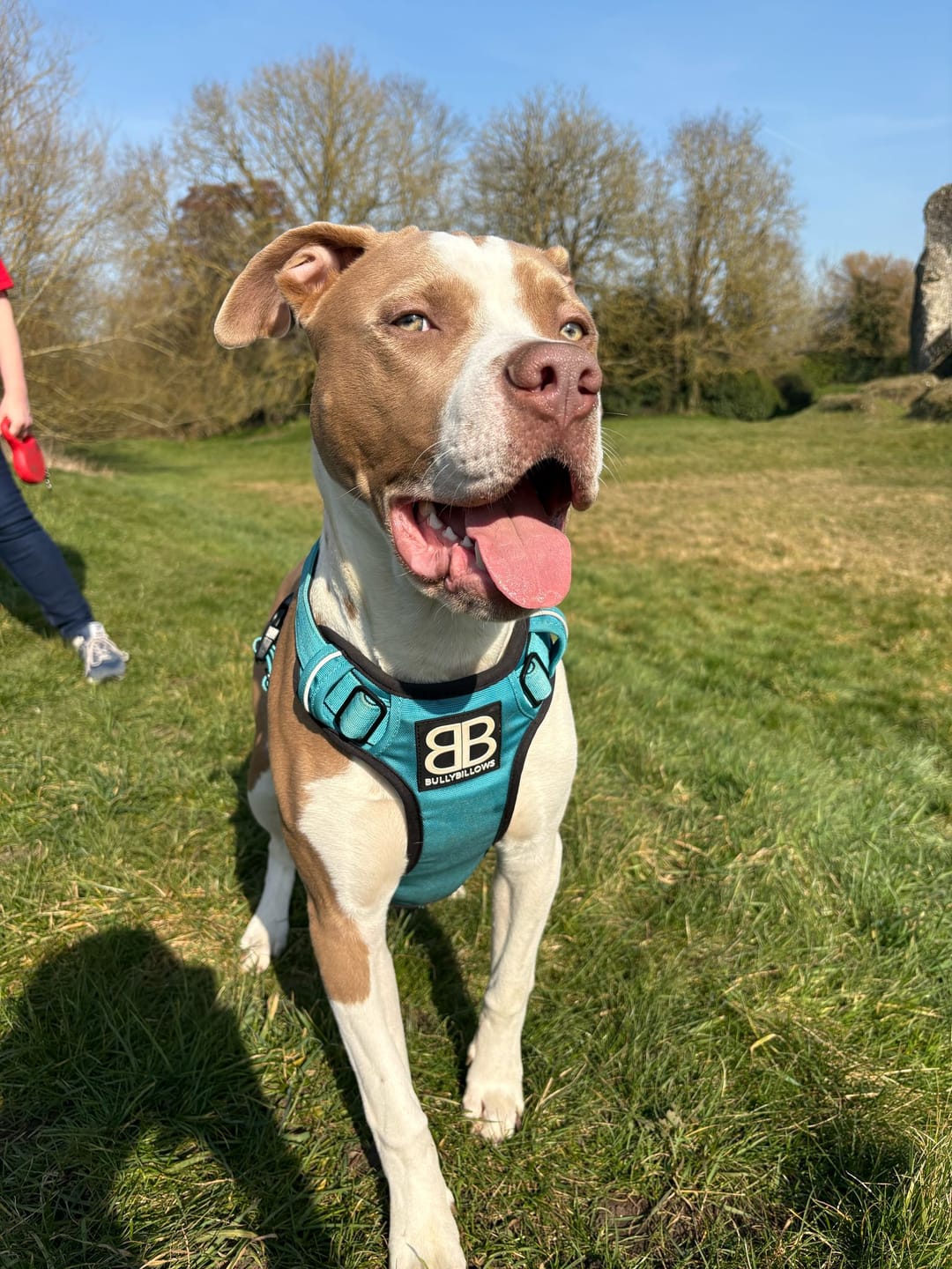 Customer photo review of Comfort Premium Harness | Non Restrictive - Light Blue