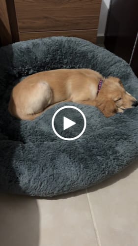 Customer video review of Cama Antiestrés para Perros