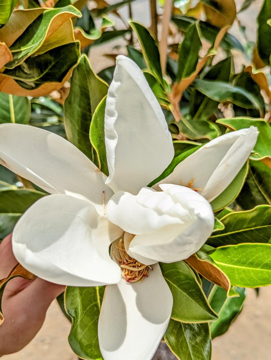 Customer photo review of Little Gem Magnolia - Magnolia grandiflora 'Little Gem'