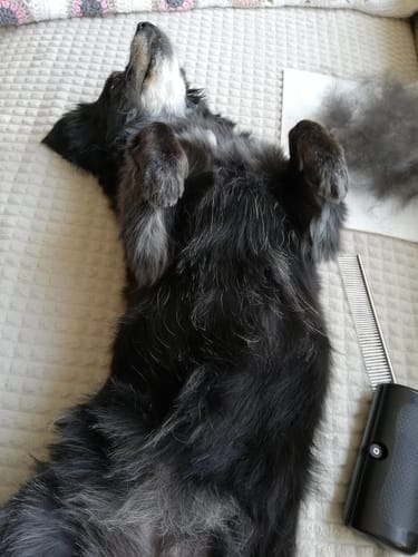 Customer photo review of Fellwunder-Bürste