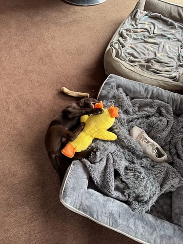 Customer photo review of Anti-Stress Ente