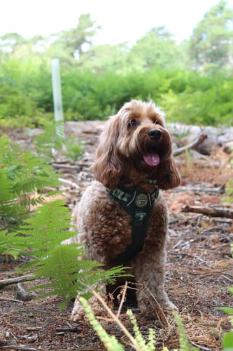 Customer photo review of Tough Trails™ Harness - Walkies Ready® Forest Green