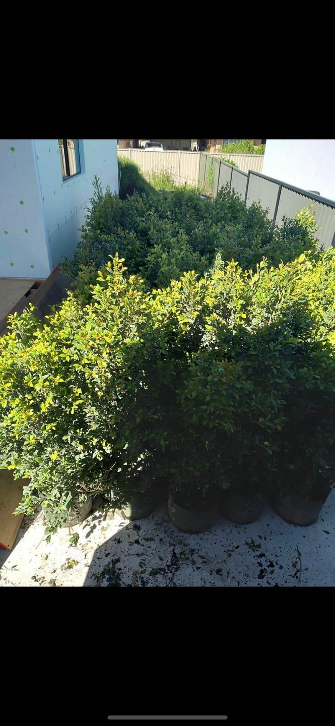 Customer photo review of Lilly Pilly Resilience - Syzygium australe 'Resilience'