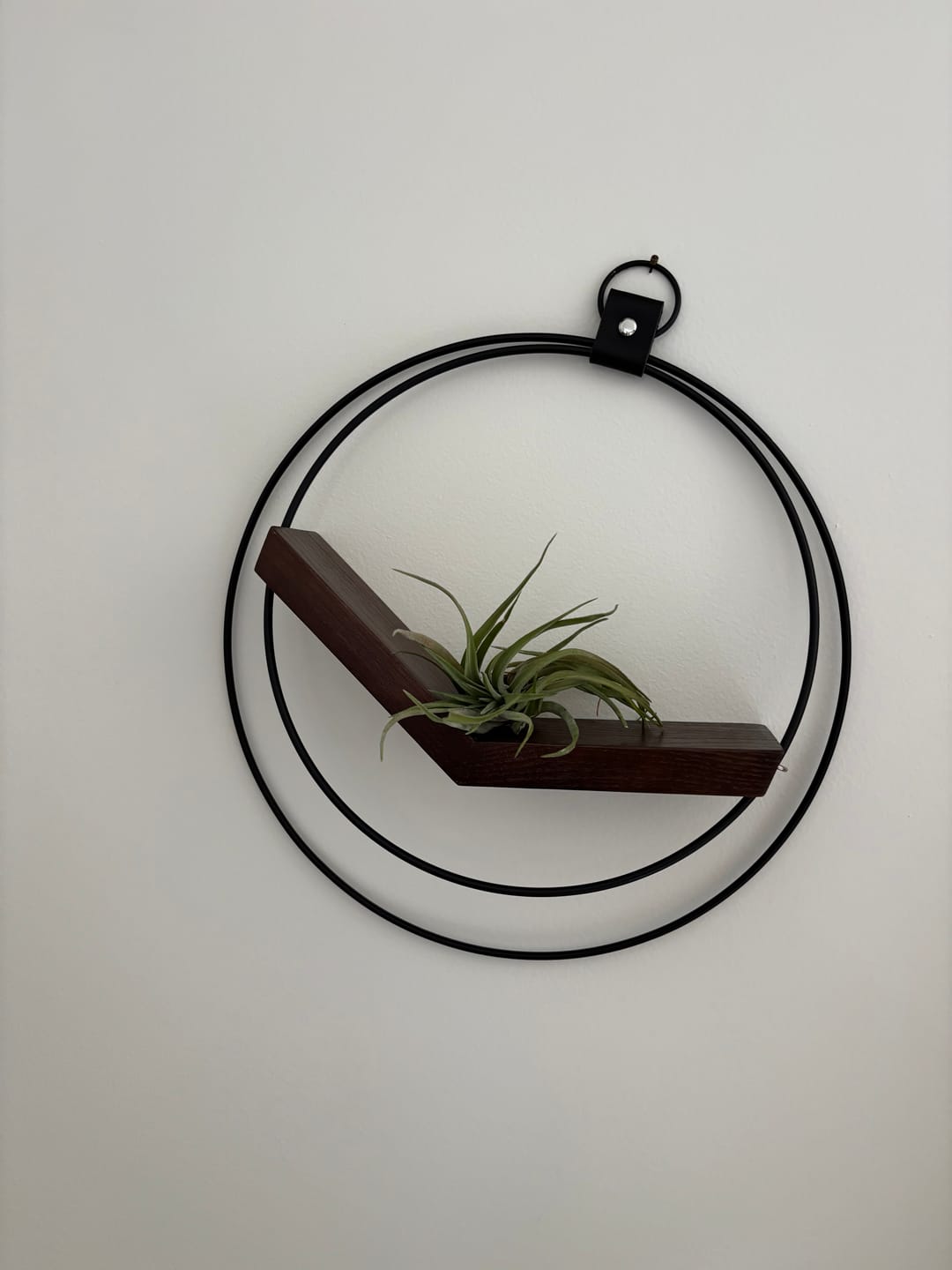 Customer photo review of Air Plant V-Hanger Duo